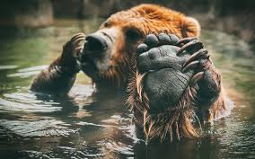 Wildlife Wallpapers 76 Pictures Beautiful & awesome wildlife wallpaper. wildlife wallpapers 76 pictures
