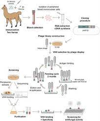 Due to the highly specific nature of antibodies, they can be used as powerful tools for research. Frontiers Fungal Glucosylceramide Specific Camelid Single Domain Antibodies Are Characterized By Broad Spectrum Antifungal Activity Microbiology