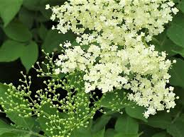 They are full of antioxidants and patients that had three or more symptoms of flu started taking elder flower extract. What Is Elderflower Elderflower Benefits Recipes