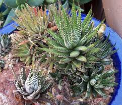 Image result for Habenaria attenuata