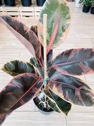Image result for Ficus elastica