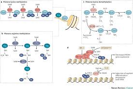 Apreciază și promovează valorile morale. A Chemical Probe Toolbox For Dissecting The Cancer Epigenome Nature Reviews Cancer