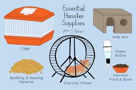 How To Care For Your Pet Hamster