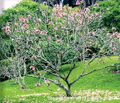 Image result for Plumeria rubra