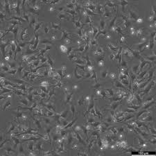 Mv.1.Lu Cells