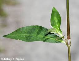 Check spelling or type a new query. Persicaria Polygonum
