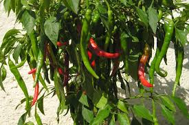 Keep Your Herb Garden Hot By Growing Cayenne Pepper Properly Rooted
