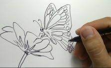 Sketsa archives gambar co id get stitches in 2019 flower sketches watercolor flowers color source: Sketsa Kupu Kupu Kumpulan Gambar Dan Cara Menggambar Lengkap