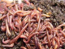 The best worms for use in a worm bin, red wigglers help you recycle your food waste and turn it into rich compost tea and fertilizer for your houseplants or garden. Red Wigglers Eisenia Fetida The Original Composting Worm 800 1000 Red Wigglers Per Pound Bed Run Guaranteed Live Del Earthworms Red Wigglers Vermicomposting