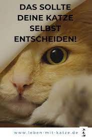 das sollte deine katze selbst bestimmen katzen katzen verhalten katzenhaltung