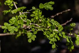 Image result for Dalbergia melanoxylon
