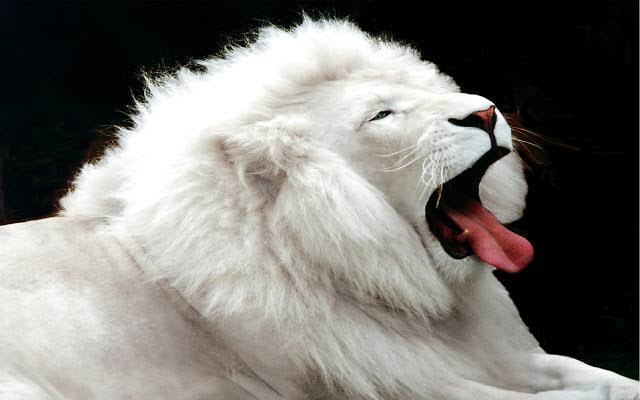 Mga resulta ng larawan para sa White Lion"