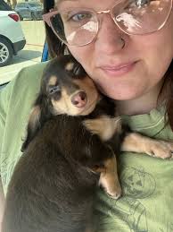 Adopting a dachshund in Hammond?