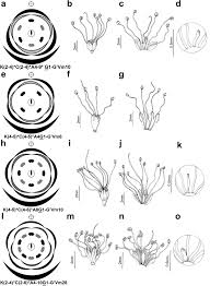 Image result for Fabaceae subfamily Mimosoideae