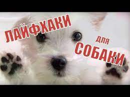 16 hitrostej vsem vladelcam sobak na zametku