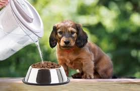 kak pravilno razmachivat suhoj korm dlya shenkov zamachivat nelzya pomnogu