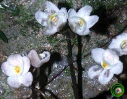 Image result for Didymoplexis