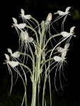 Image result for Habenaria subarmata