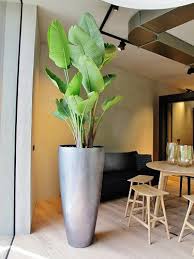 Image result for Strelitzia nicolai