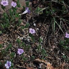 Image result for Ruellia cordata