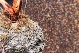 Image result for Eriospermum seineri