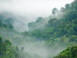 Der amazonas regenwald ist der größte tropische regenwald der erde. Ausrustung Fur Den Brasilianischen Regenwald Netzwerk Brasilien