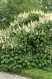 Image result for Hippocratea parviflora