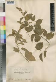 Image result for Gouania tiliifolia