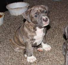 Pitbull Puppies For Sale Pitbull Puppies For Sale American Pitbull Puppies Pitbull Puppies
