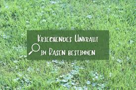 Wem die oft mit propangas betriebene offene flamme zu heikel ist, kann auf heizspiralen oder infrarotgeräte zurückgreifen. Kriechendes Unkraut Im Rasen Bestimmen 14 Arten Gartenlexikon De