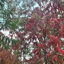 Image result for Psydrax fragrantissima