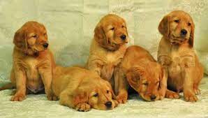 website not yet available white golden retriever puppy golden retriever retriever puppy