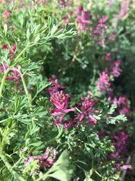 Image result for Fumaria