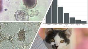 The initial step in parasite control is having a stool sample tested by your veterinarian. Retrospective Analysis Of Feline Intestinal Parasites Trends In Testing Positivity By Age Usa Geographical Region And Reason For Veterinary Visit Parasites Vectors Full Text