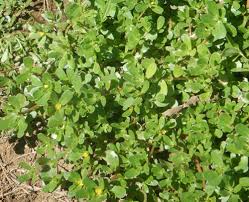 Image result for Portulaca oleracea