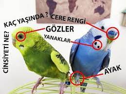 muhabbet kusu yas ve cinsiyet tahmini youtube kus yastik muhabbet kuslari cinsiyet