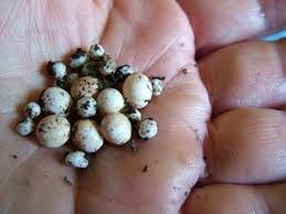 How Many Lizards Hatch From One Egg? - Quora