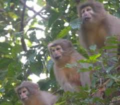 Image result for Sterculia appendiculata