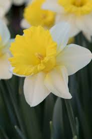 Goblet Is One Of Our Most Loved Daffodils Because Of Its Long Golden Yellow Trumpet Set Off By Broa Wonderful Flowers Dream Garden Flowers Flowers Perennials