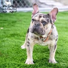 Their solid coat texture that may be golden tan, reddish tan, light tan or cream, gives them an elegant look. Frenchie Color Genetics Tato S Frenchies South Florida S Best French Bulldogs
