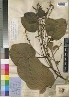 Image result for Manniophyton fulvum