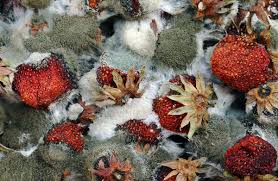 Image result for Cincinnobotrys