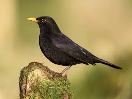 Black Bird With Black Beak Uk Blackbird Male Common Garden Birds Black Bird Bird Garden