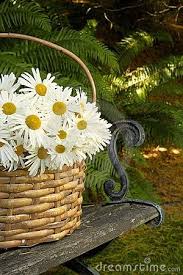 daisies cicek bahcesi bitki papatyalar