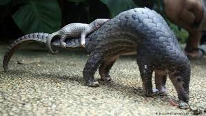 Pangolin scales, like rhino horn, have no proven medicinal value, yet they are used in traditional. Singapore Seizes 26 Tons Of Pangolin Scales News Dw 10 04 2019