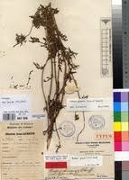 Image result for Bidens steppia