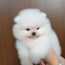 Even, some breeders set the highest price at $4000 because their teacup even though you can get this pomeranian teacup puppies for free, but you have to be ready for spending your money for their care such as. Supper Kci Tea Cup Pomeranian Puppies For Free Adoption Dogs For Sale In Baitakkhana Kolkata Click In