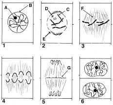 Just preview or download the desired file. Print Plant Mitosis
