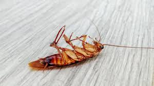 Cucarachas: trucos sencillos para prevenir su presencia y eliminarlas  definitivamente