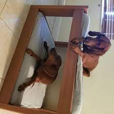 Diy snuggle dog bed petdiys. Diy Dog Bunk Beds 8 Steps With Pictures Instructables